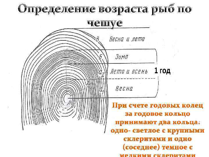 Определение возраста рыб по чешуе При счете годовых колец за годовое кольцо принимают два