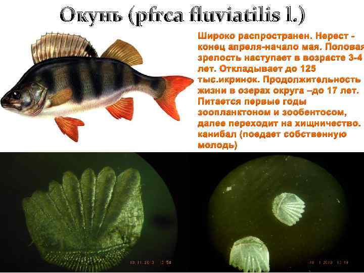 Окунь (pfrca fluviatilis l. ) Широко распространен. Нерест конец апреля-начало мая. Половая зрелость наступает