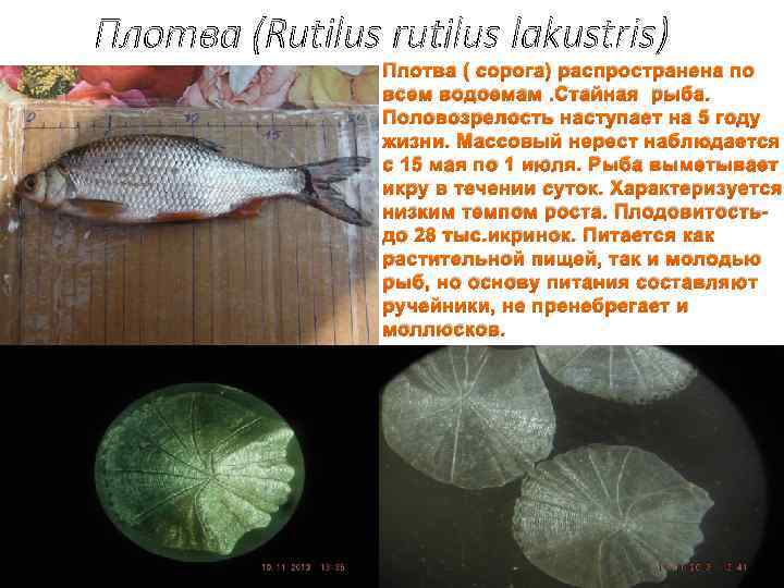 Плотва (Rutilus rutilus lakustris) Плотва ( сорога) распространена по всем водоемам. Стайная рыба. Половозрелость