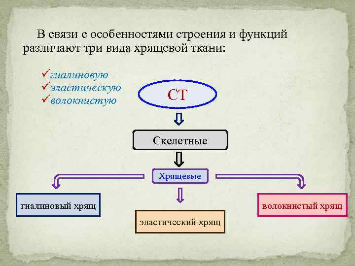 В связи с особенностями строения и функций различают три вида хрящевой ткани: üгиалиновую üэластическую