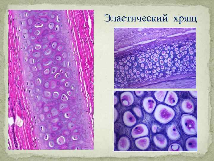 Межклеточное вещество рисунок