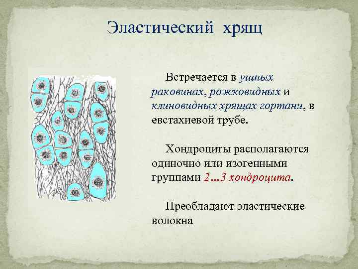 Эластический хрящ Встречается в ушных раковинах, рожковидных и клиновидных хрящах гортани, в евстахиевой трубе.