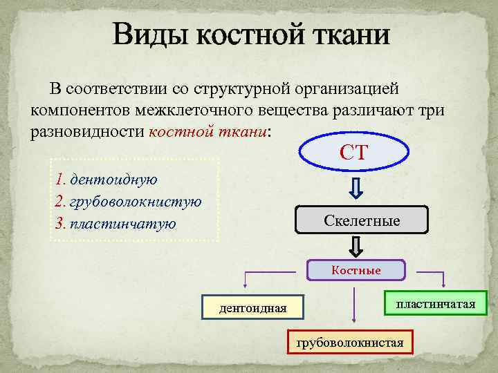 Виды костной ткани В соответствии со структурной организацией компонентов межклеточного вещества различают три разновидности