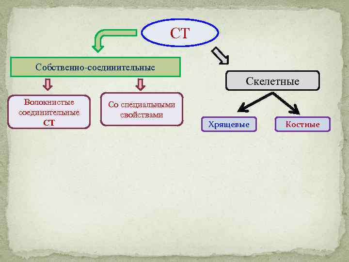 СТ Собственно-соединительные Скелетные Волокнистые соединительные СТ Со специальными свойствами Хрящевые Костные 