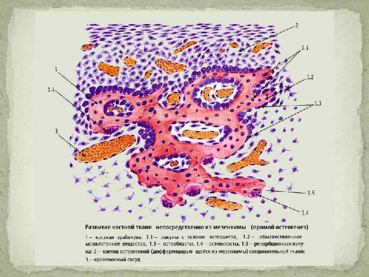 Гистогенез клеток костной ткани схема