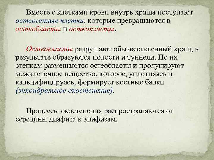 Вместе с клетками крови внутрь хряща поступают остеогенные клетки, которые превращаются в остеобласты и