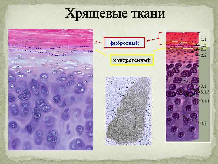 Хрящевые ткани фиброзный хондрогенный 