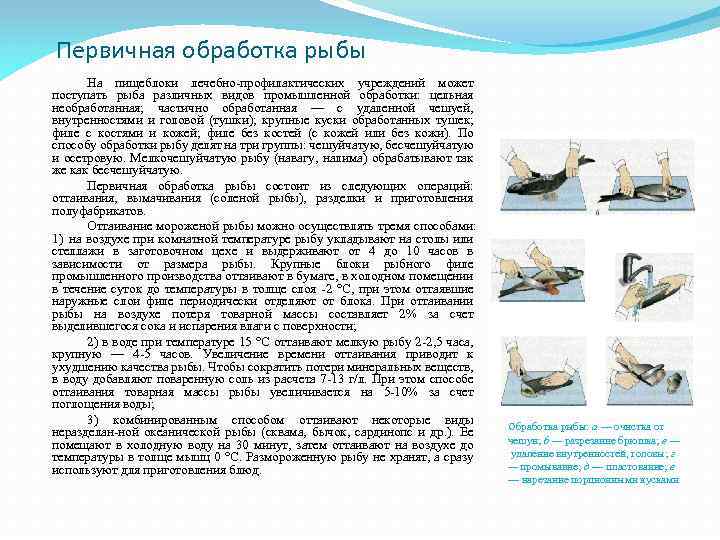 Первичная обработка рыбы На пищеблоки лечебно-профилактических учреждений может поступать рыба различных видов промышленной обработки: