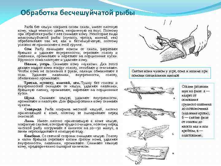 Обработка бесчешуйчатой рыбы Рыба без чешуи покрыта слоем слизи, имеет плотную кожу, чаще темного