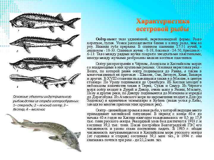 Характеристика осетровой рыбы Осётр имеет тело удлинённой, веретеновидной формы. Рыло короткое, тупое. Усики располагаются