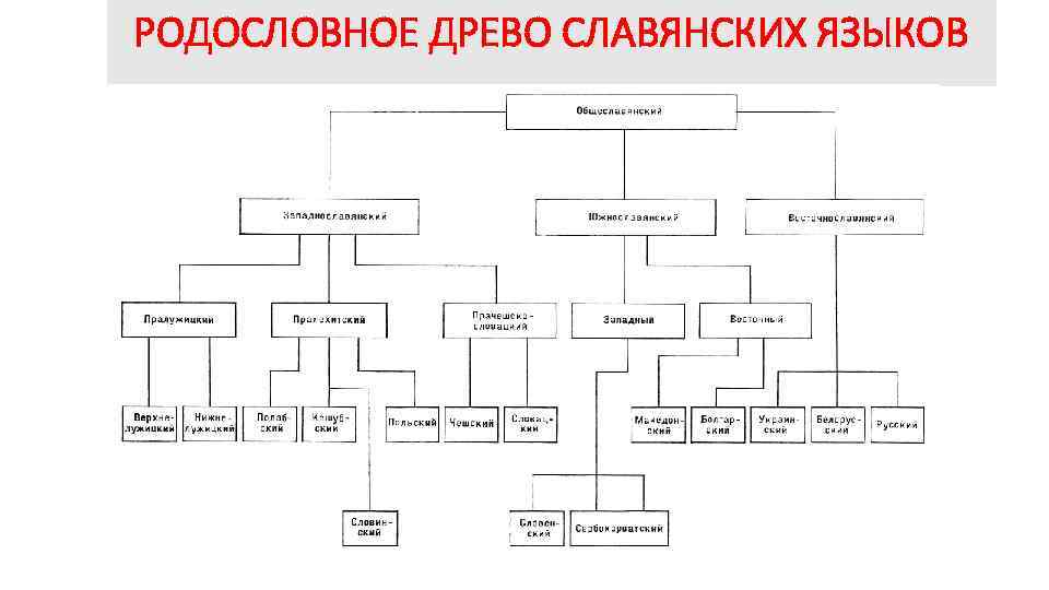 РОДОСЛОВНОЕ ДРЕВО СЛАВЯНСКИХ ЯЗЫКОВ 