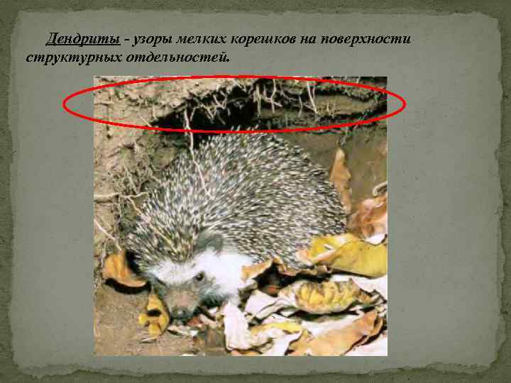 Дендриты - узоры мелких корешков на поверхности структурных отдельностей. 