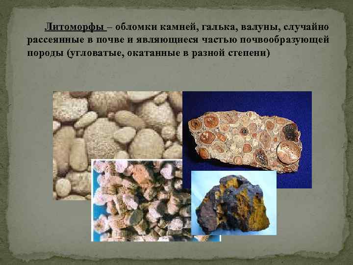 Литоморфы – обломки камней, галька, валуны, случайно рассеянные в почве и являющиеся частью почвообразующей