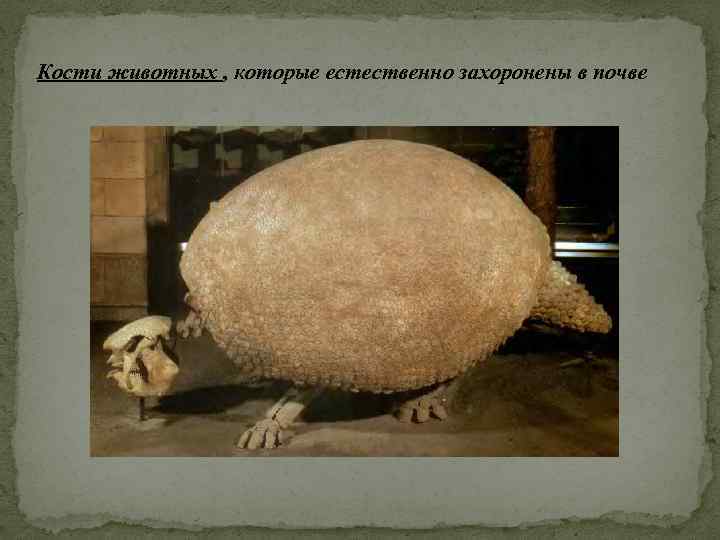 Кости животных , которые естественно захоронены в почве 
