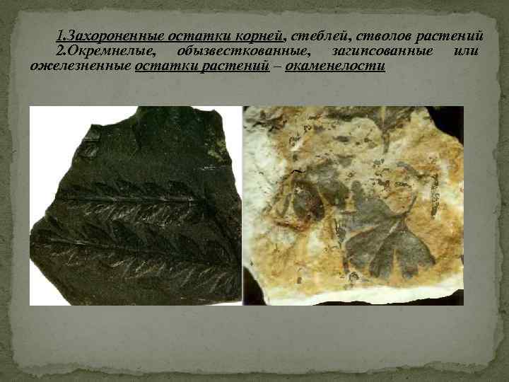 1. Захороненные остатки корней, стеблей, стволов растений 2. Окремнелые, обызвесткованные, загипсованные или ожелезненные остатки