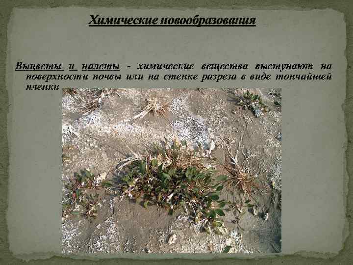 Химические новообразования Выцветы и налеты - химические вещества выступают на поверхности почвы или на