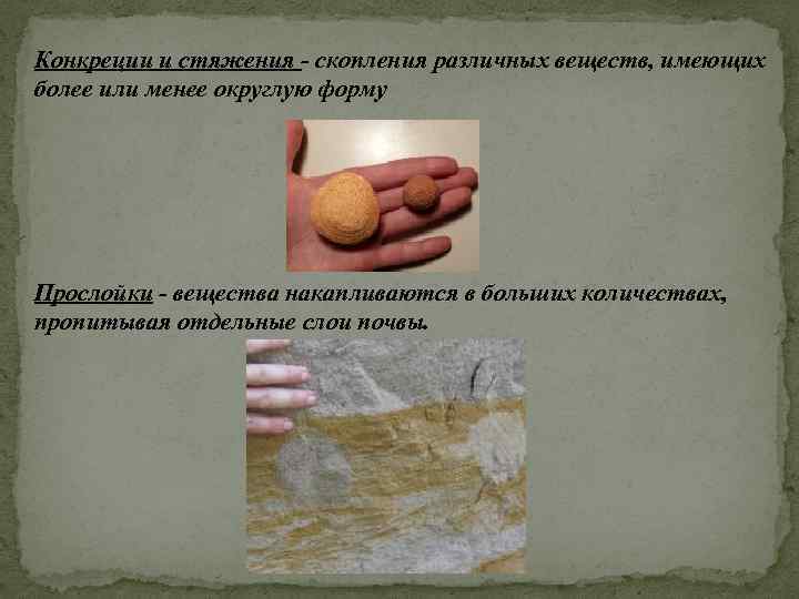 Конкреции и стяжения - скопления различных веществ, имеющих более или менее округлую форму Прослойки