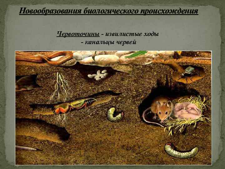 Новообразования биологического происхождения Червоточины - извилистые ходы - канальцы червей 