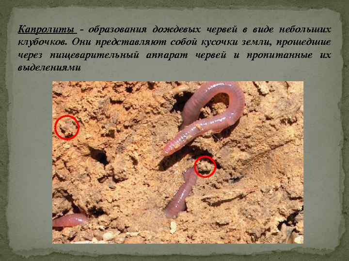Капролиты - образования дождевых червей в виде небольших клубочков. Они представляют собой кусочки земли,