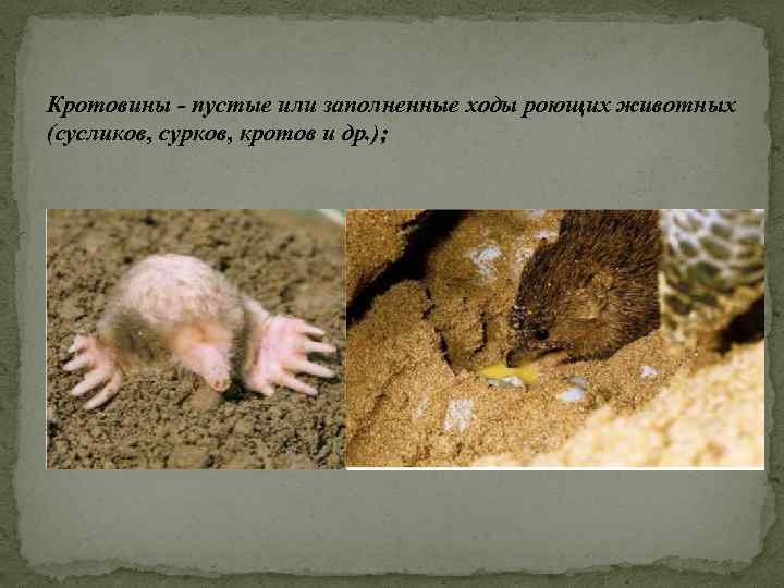 Кротовины - пустые или заполненные ходы роющих животных (сусликов, сурков, кротов и др. );