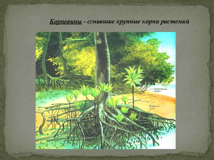 Корневины - сгнившие крупные корни растений 