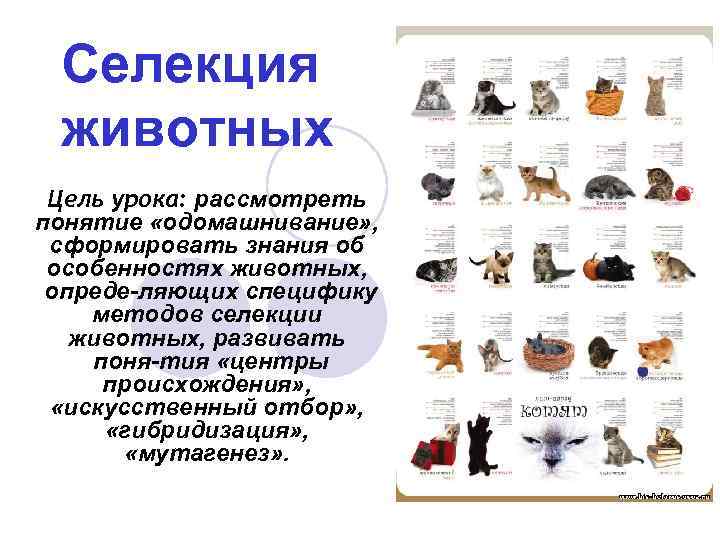 Селекция животных Цель урока: рассмотреть понятие «одомашнивание» , сформировать знания об особенностях животных, опреде