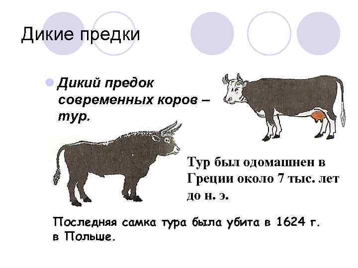 Дикие предки l Дикий предок современных коров – тур. Тур был одомашнен в Греции