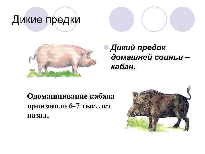 Дикие предки l Дикий предок домашней свиньи – кабан. Одомашнивание кабана произошло 6 -7