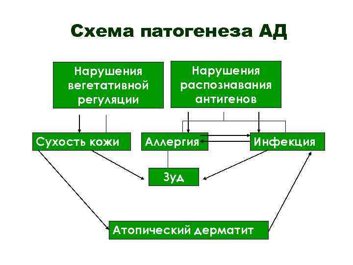 Схема патогенеза АД Нарушения вегетативной регуляции Сухость кожи Нарушения распознавания антигенов Аллергия Инфекция Зуд