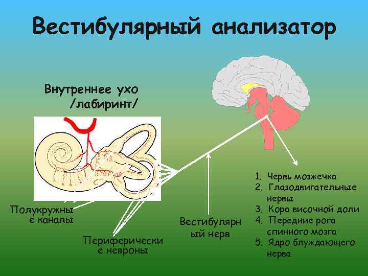 Внутреннее ухо головокружение причины