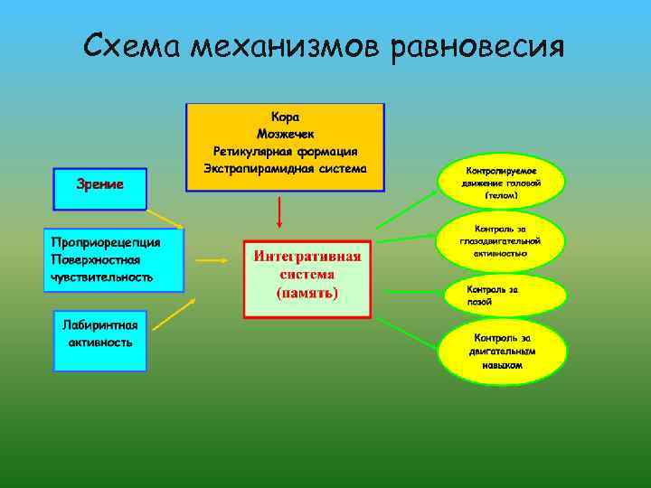 Схема механизмов равновесия 