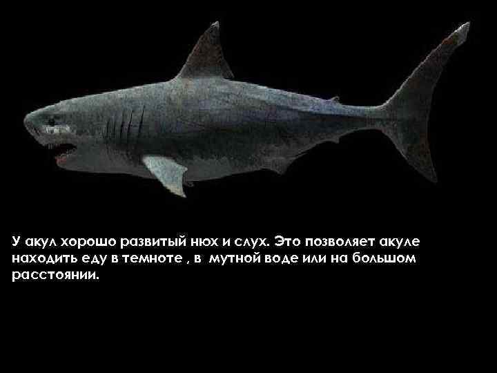 У акул хорошо развитый нюх и слух. Это позволяет акуле находить еду в темноте