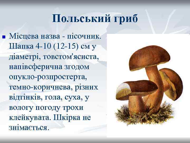 Польський гриб n Місцева назва - пісочник. Шапка 4 -10 (12 -15) см у