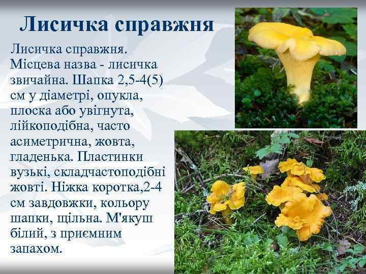 Лисичка справжня. Місцева назва - лисичка звичайна. Шапка 2, 5 -4(5) см у діаметрі,