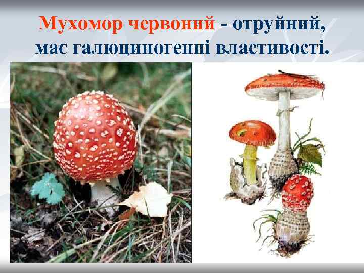Мухомор червоний - отруйний, має галюциногенні властивості. 