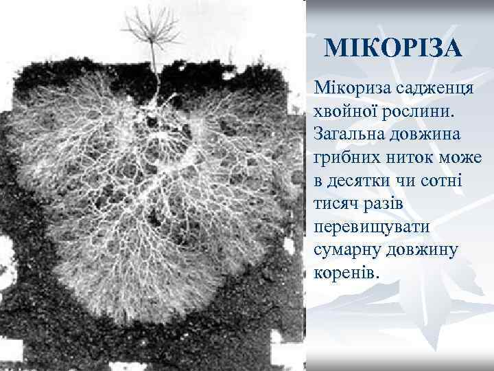 МІКОРІЗА Мікориза садженця хвойної рослини. Загальна довжина грибних ниток може в десятки чи сотні