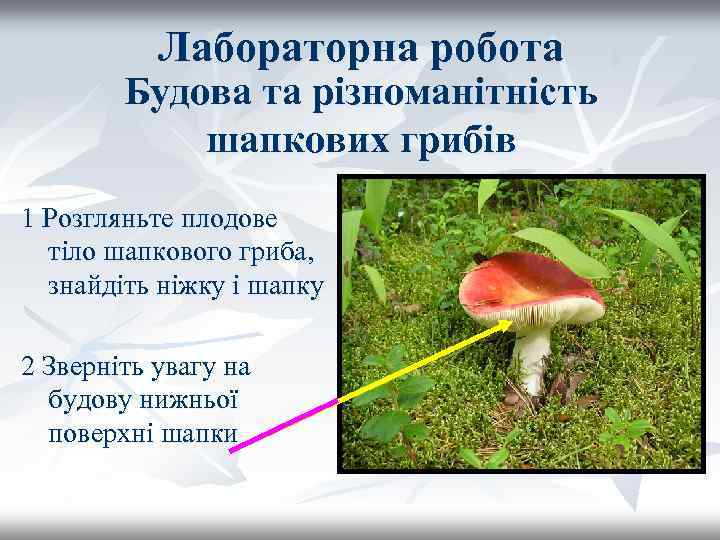 Лабораторна робота Будова та різноманітність шапкових грибів 1 Розгляньте плодове тіло шапкового гриба, знайдіть