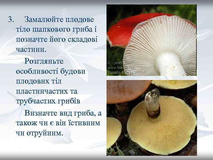 3. Замалюйте плодове тіло шапкового гриба і позначте його складові частини. Розгляньте особливості будови