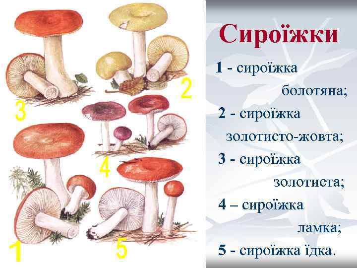 Сироїжки 1 - сироїжка болотяна; 2 - сироїжка золотисто-жовта; 3 - сироїжка золотиста; 4