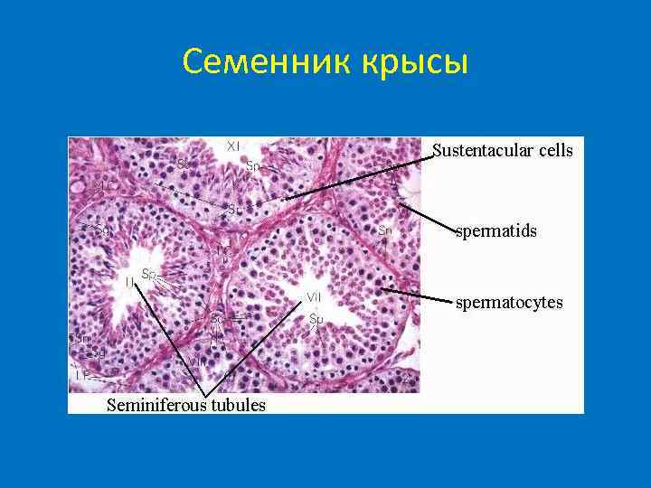 Семенник крысы рисунок