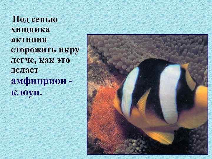 Под сенью хищника актинии сторожить икру легче, как это делает амфиприон клоун. 