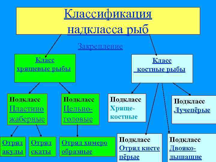 Классификация надкласса рыб Закрепление Класс хрящевые рыбы Подкласс Пластино жаберные Цельноголовые Отряд акулы Отряд