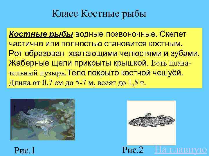 Класс Костные рыбы водные позвоночные. Скелет частично или полностью становится костным. Рот образован хватающими