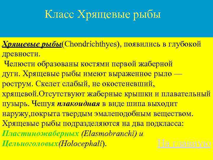 Класс Хрящевые рыбы(Chondrichthyes), появились в глубокой древности. Челюсти образованы костями первой жаберной дуги. Хрящевые