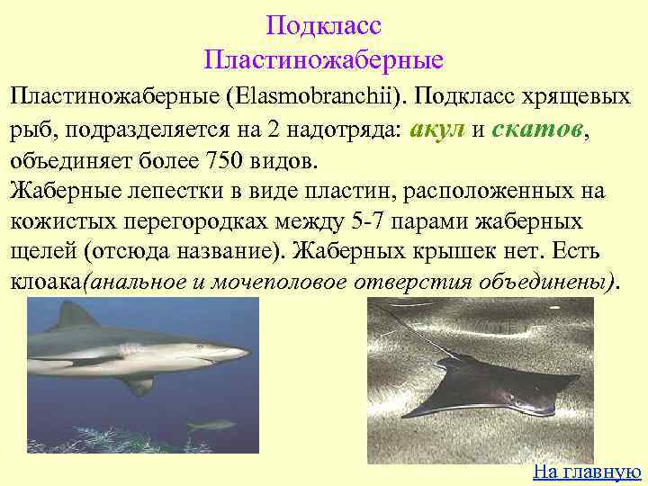 Подкласс Пластиножаберные (Elasmobranchii). Подкласс хрящевых рыб, подразделяется на 2 надотряда: акул и скатов, объединяет