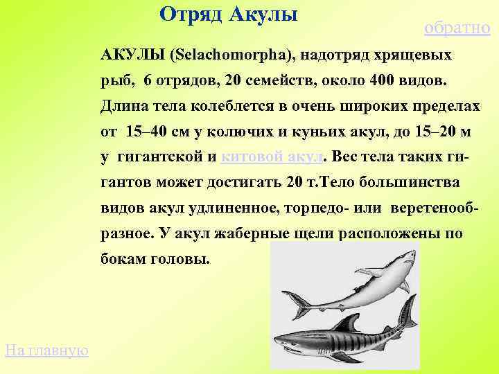 Рыбы вариант 1. Признаки отряда акулы. Акулы надотряд хрящевых рыб. Отряд акулы виды. Отряд акула Краснодар.