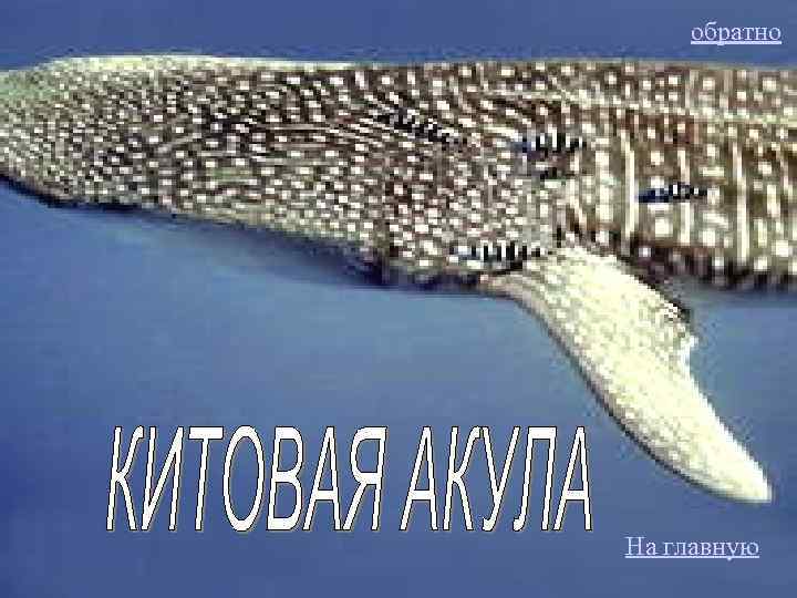 обратно Китовая Акула На главную 
