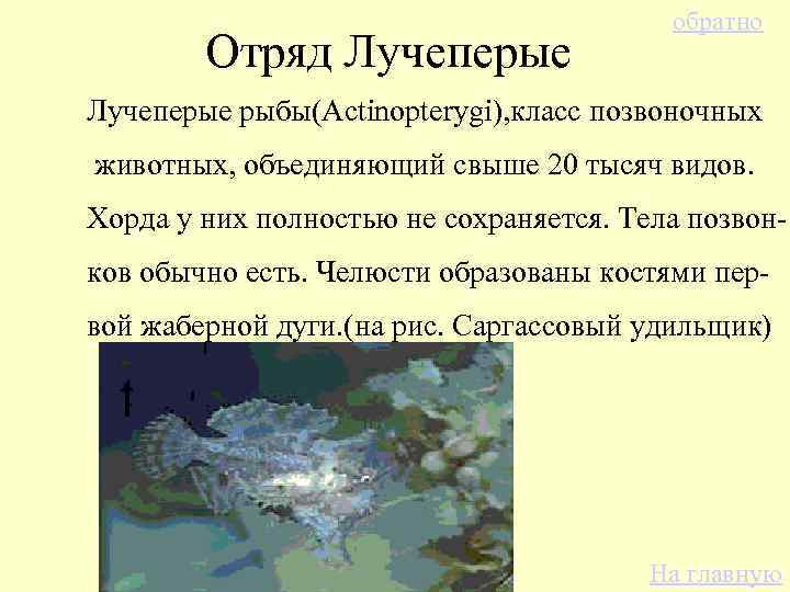 Отряд Лучеперые обратно Лучеперые рыбы(Actinopterygi), класс позвоночных животных, объединяющий свыше 20 тысяч видов. Хорда