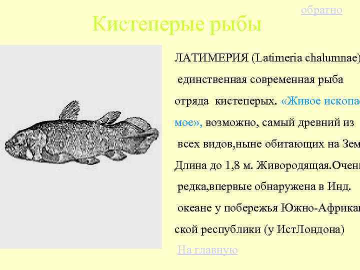 Какие особенности кистеперых рыб. Кистеперая рыба Латимерия. Латимерия Эволюция. Кистеперая рыба Латимерия характеристика. Кистеперая рыба Латимерия внутреннее строение.