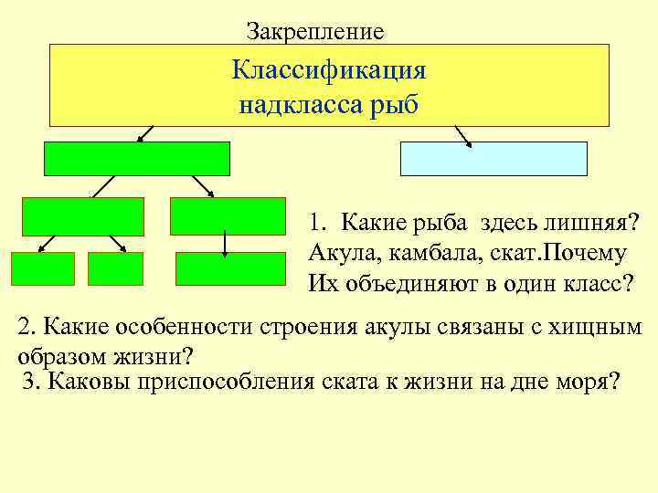 Закрепление Классификация надкласса рыб 1. Какие рыба здесь лишняя? Акула, камбала, скат. Почему Их